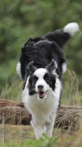 Vertical Video: Cute border collie dog jump over log on grass in a beautiful forest to camera in slow motion