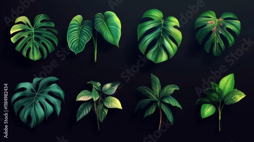 Tropic palm leaf isolated. Monstera plant leaves vector set. Summer realistic jungle branch collection. 3d beautiful botany paradise decor with rhopalostylis and philodendron natural element photo