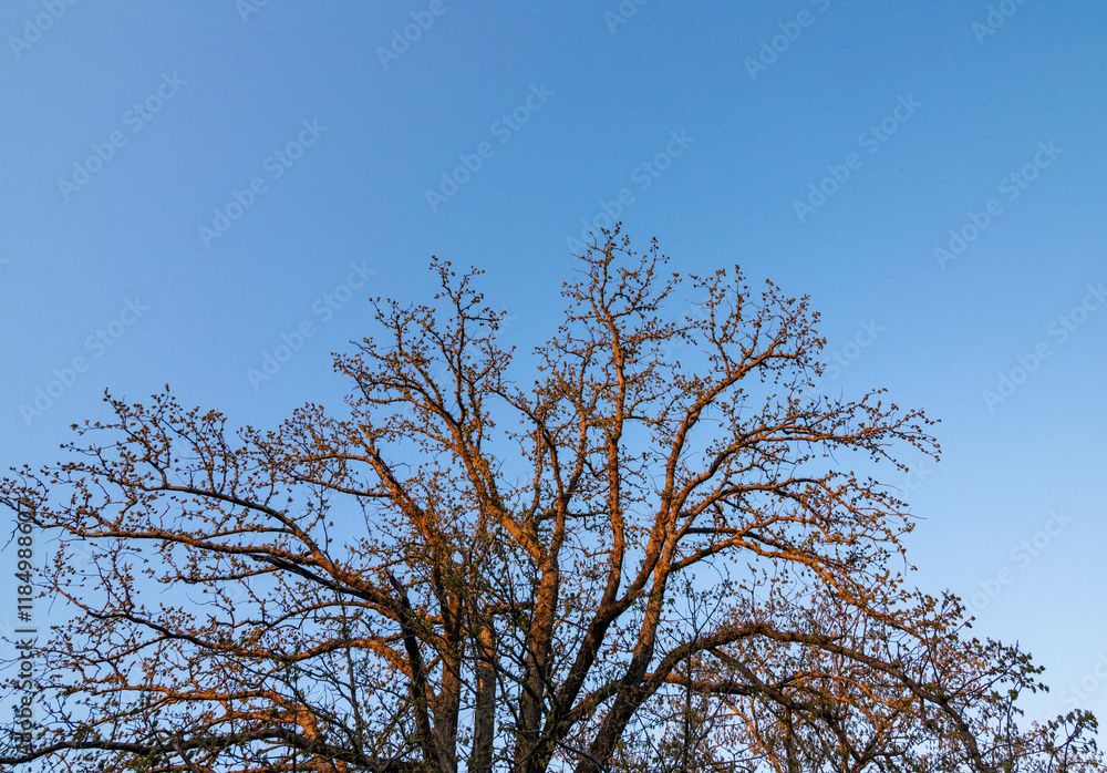 tree and sky