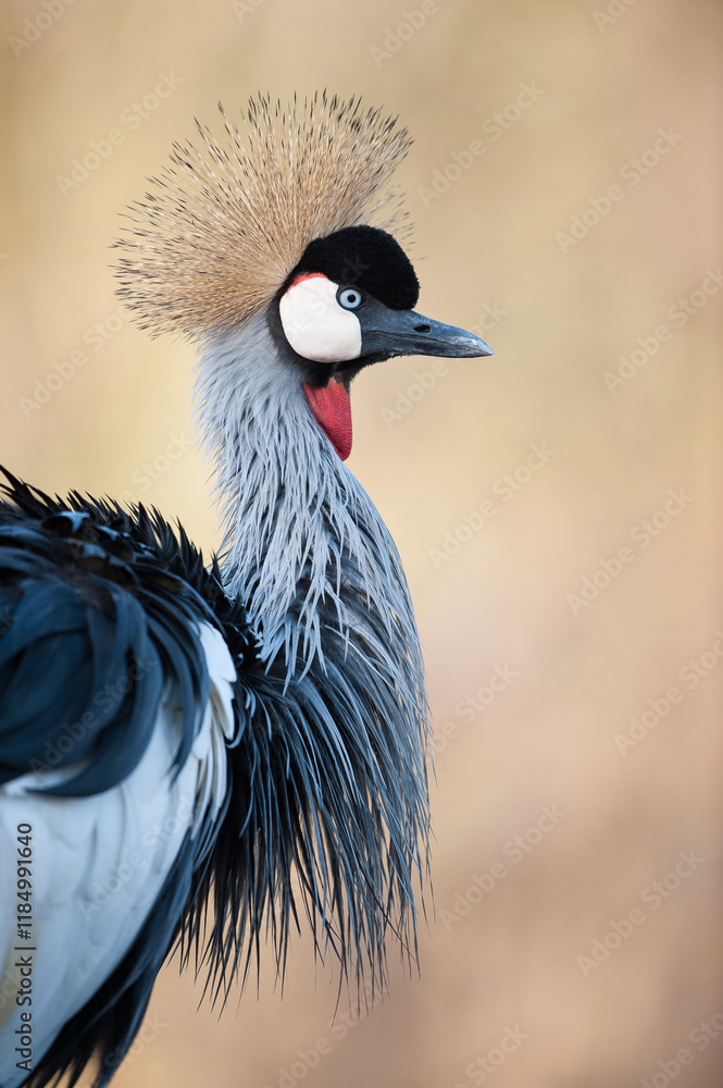 Fototapeta premium Portrait of a crowned crane