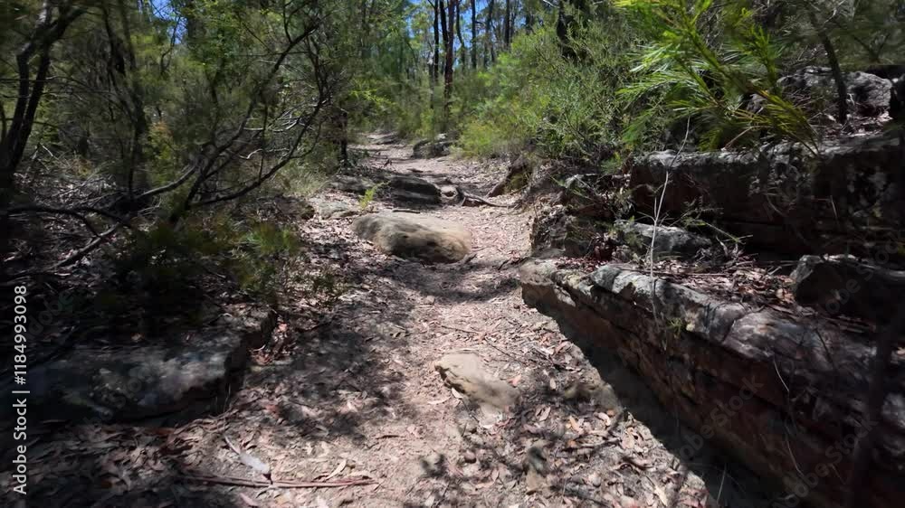 Video of hiking on a rugged dirt track in a forest affected by bushfire in the Blue Mountains in New South Wales, Australia. Video of hiking on a rugged dirt track in a forest affected by bushfire in the Blue Mountains in New South Wales, Australia.