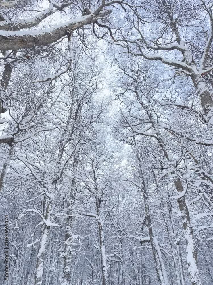 arboles con nieve arboles con nieve