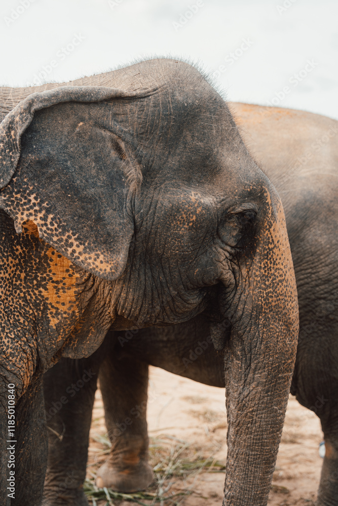 Fototapeta premium Elefant im Profil