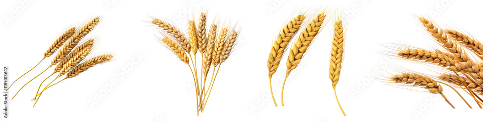 Ears of cereal and grain isolated on transparent background, Set of Ears of cereal and grain isolated on transparent background, Set of