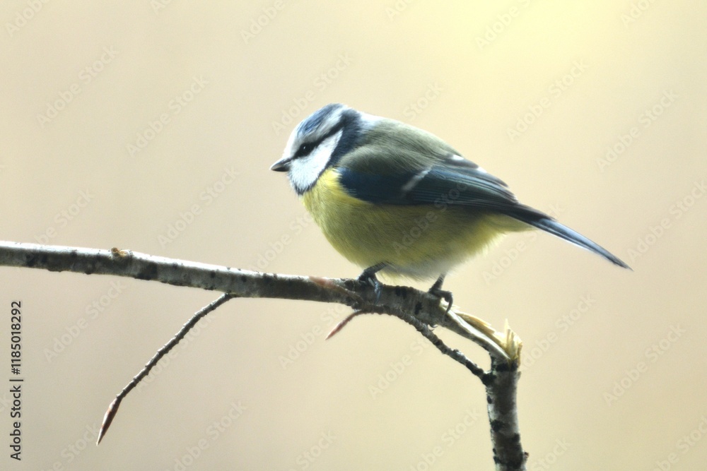 cinciarella cinciarella
