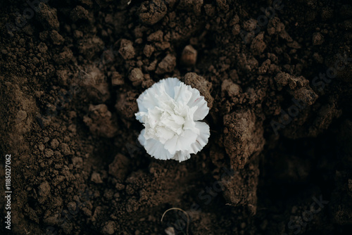 Slika na platnu White flower on a gravesite