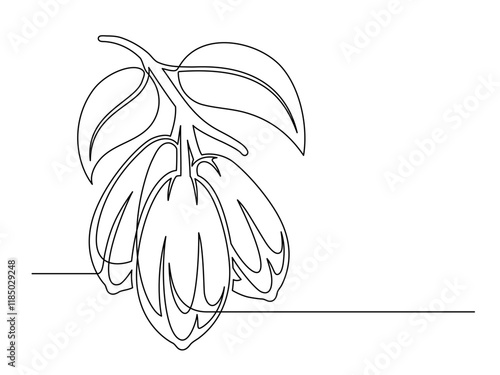 Continuous one line cacao beans branch with leaves isolated on white background. Simple vegetable silhouette. Hand drawn cacao beans branch outline. Vector illustration
