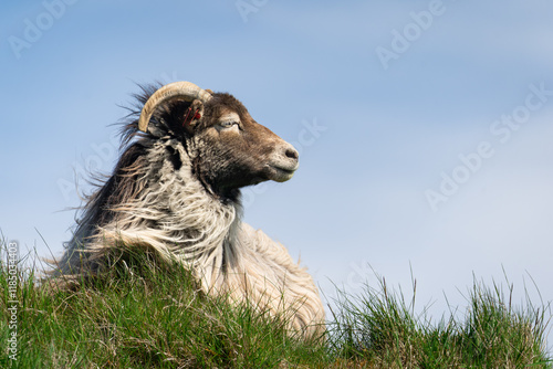 Schafe an der Norwegischen Küste