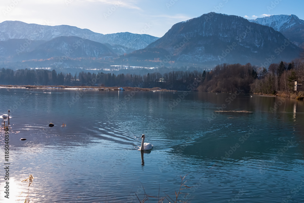 Fototapeta premium Graceful swan glides across calm river Drava winding through Rosental valley surrounded by snow-capped mountains of Karawanks, Sankt Jakob im Rosental, Carinthia, Austria. Winter scene Austrian Alps