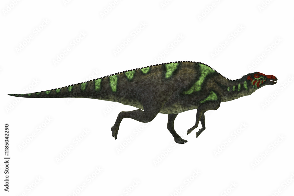 Maiasaura Dinosaur Running - Maiasaura was a large herbivorous dinosaur that lived in Montana during the Cretaceous Period. Maiasaura Dinosaur Running - Maiasaura was a large herbivorous dinosaur that lived in Montana during the Cretaceous Period.