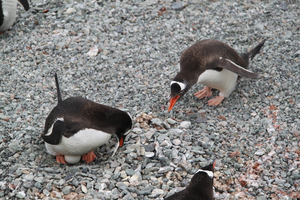 Fototapeta premium Stunning Antarctica: Wildlife, Glaciers, Icebergs, and Polar Landscapes
