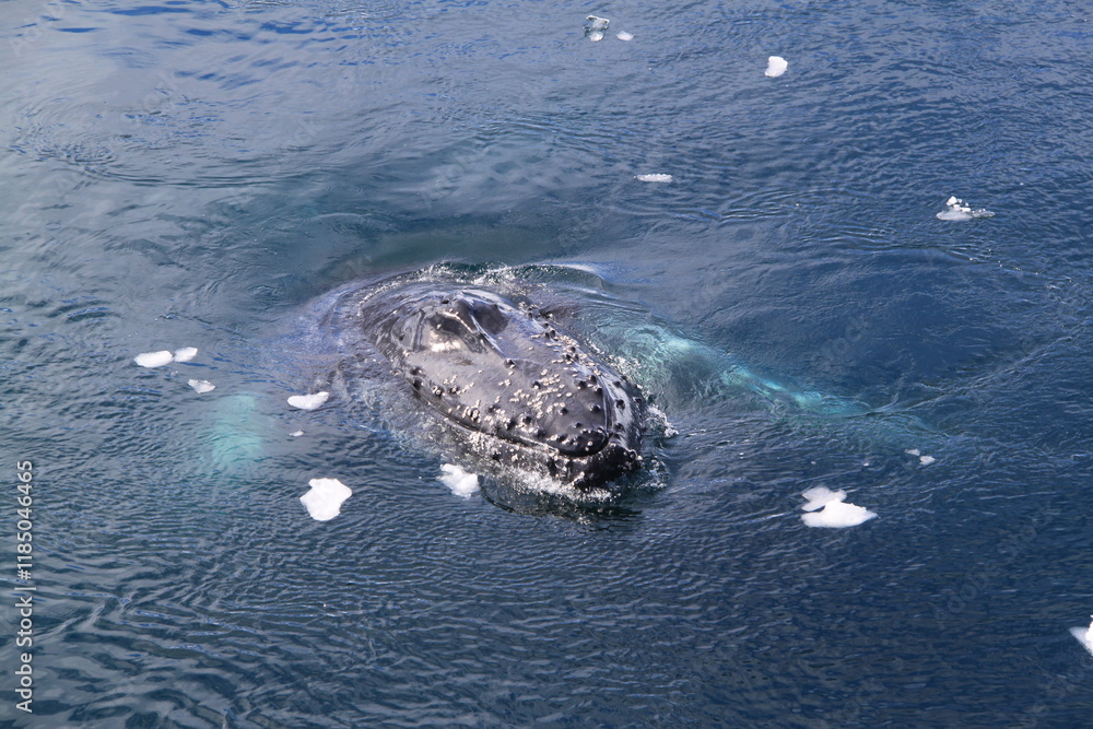 Naklejka premium Stunning Antarctica: Wildlife, Glaciers, Icebergs, and Polar Landscapes