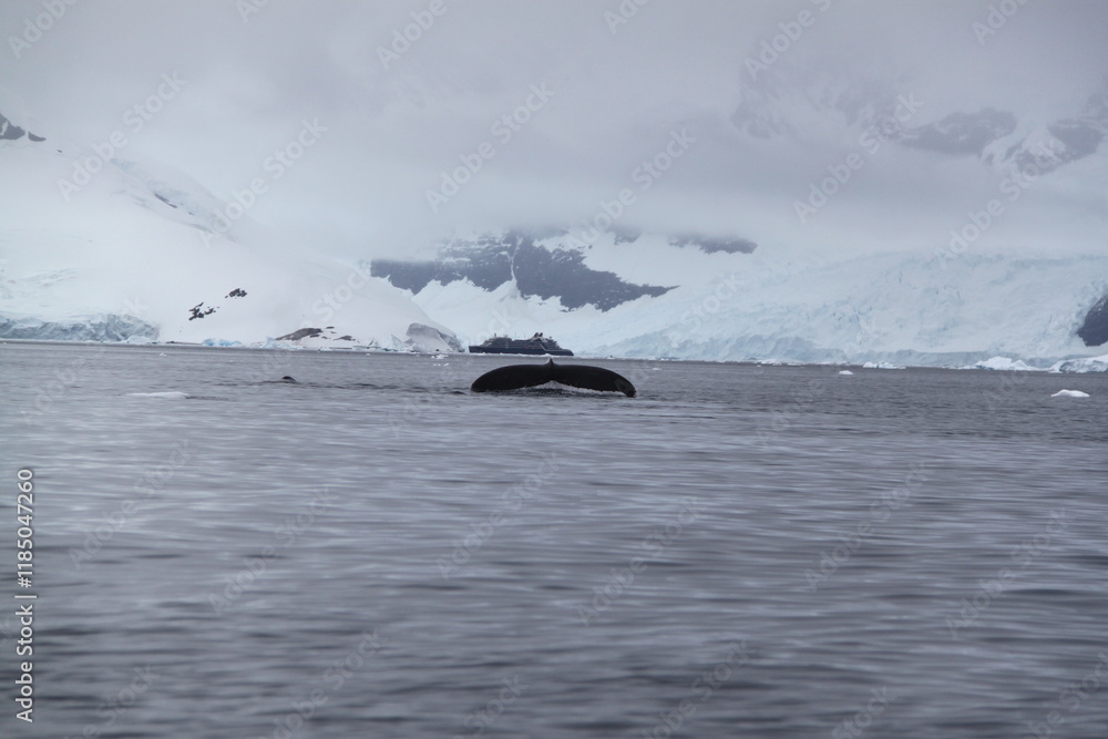 Obraz premium Stunning Antarctica: Wildlife, Glaciers, Icebergs, and Polar Landscapes