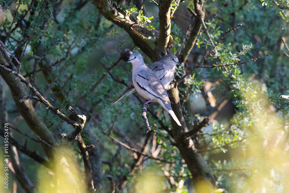 Obraz premium Picui Ground Dove, in Calden forest environment, La Pampa province, Patagonia,Argentina.