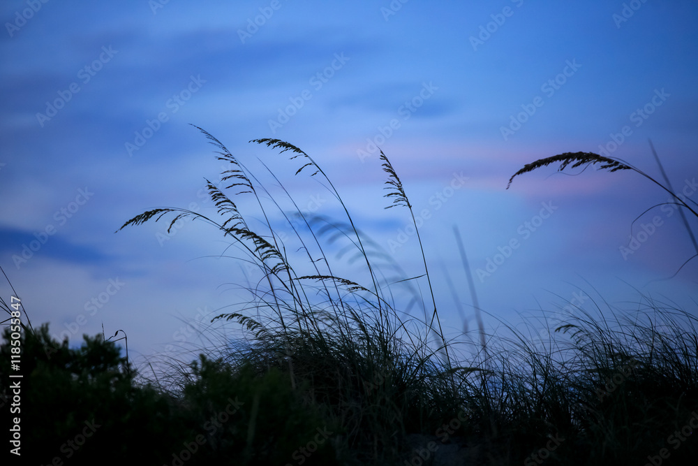 Obraz premium Tall grass in sunset colorful sky