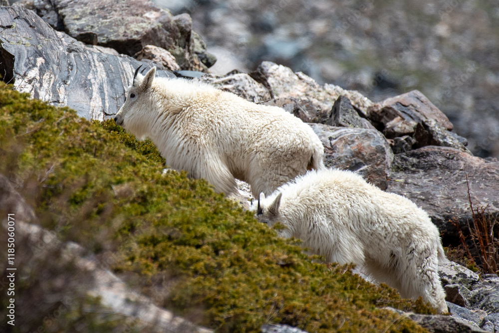 Fototapeta premium Mountain Goats