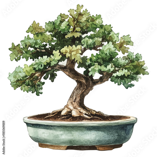 A watercolor vector of an Oak Bonsai, isolated on a white background. Oak Bonsai vector.
