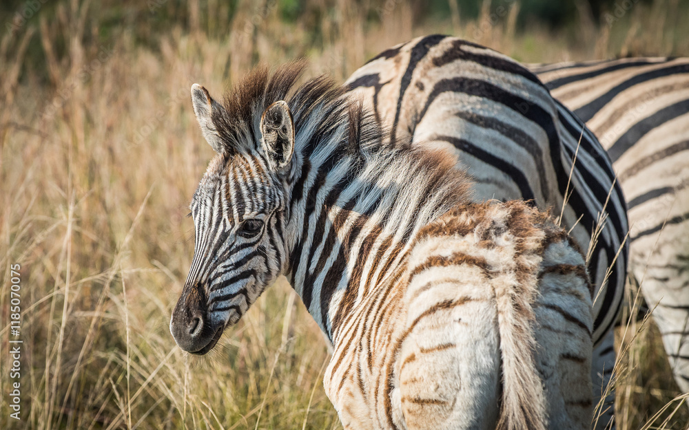 Naklejka premium Zebra foal with head turned and looking back