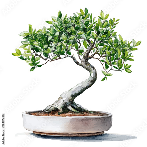 A watercolor vector of a New Zealand Tea Tree Bonsai, isolated on a white background. New Zealand Tea Tree Bonsai vector.
