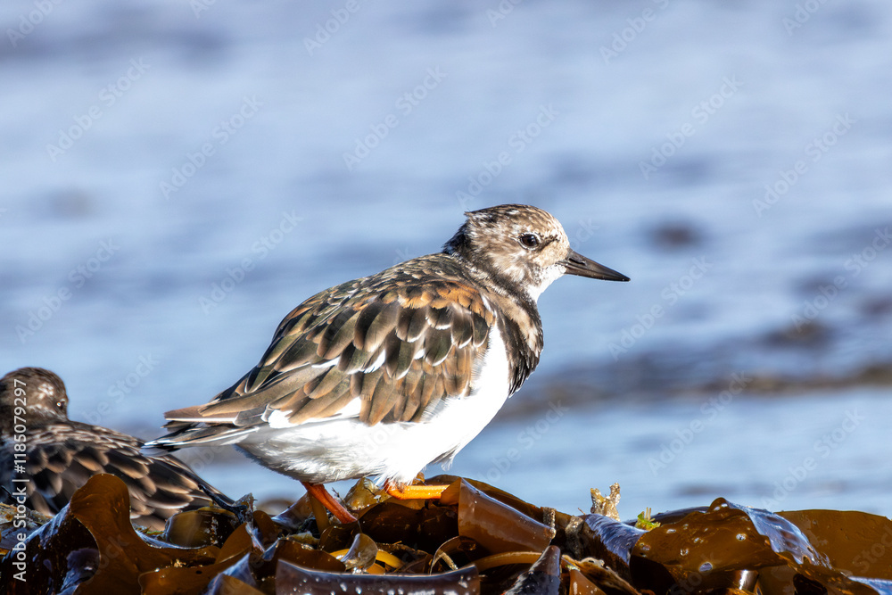 Turnstone (Arenaria interpres) - Found in rocky shores and tidal flats, Bull Island, Dublin, Ireland. Turnstone (Arenaria interpres) - Found in rocky shores and tidal flats, Bull Island, Dublin, Ireland.