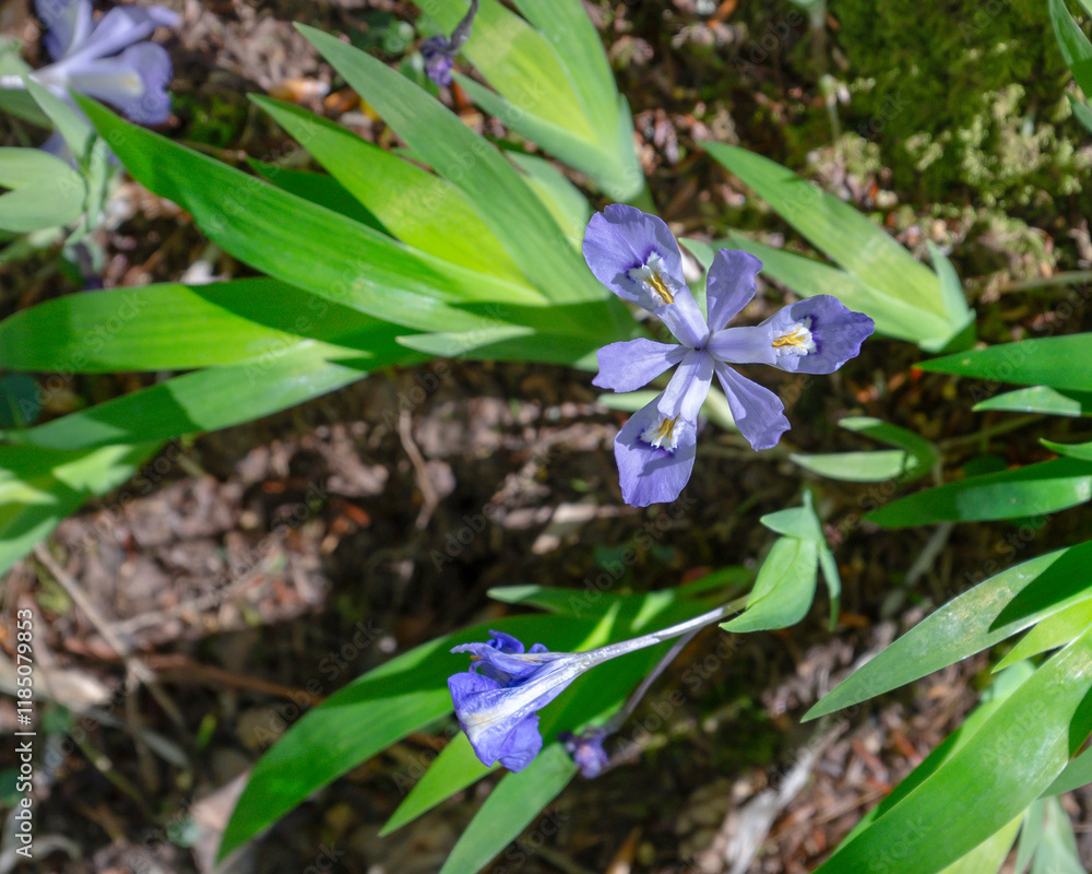 Dwarf Crested Iris, Iris cristata, a lavender flower with white patches on its petals and a yellow crest. Spring in the Smoky Mountains. Dwarf Crested Iris, Iris cristata, a lavender flower with white patches on its petals and a yellow crest. Spring in the Smoky Mountains.