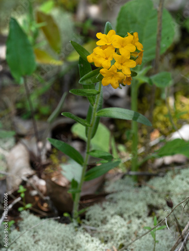 Golden-yellow flowers of Hoary Puccoon, Lithospermum canescens, an endemic of the glades, prairies, and open woodlands of eastern North America. photo