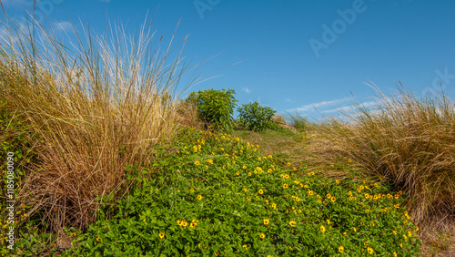 .A large mass of beach sunflowers, Helianthus debilis, grows with native grasses on a sand dune in Florida, against a blue sky.
