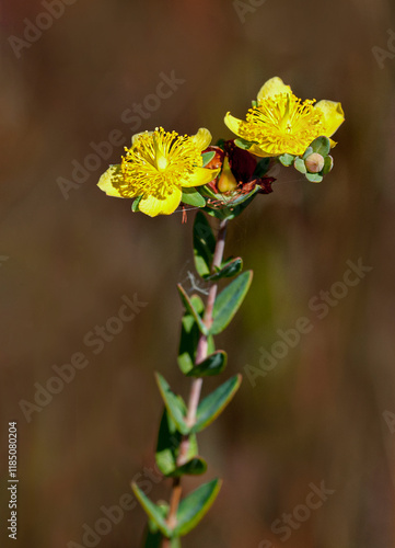 Twin yellow flowers of Hypericum myrtifolium, myrtleleaf St. Johns wort. Characterized by clasping leaves, yellow flowers, and greyish woody stems. photo