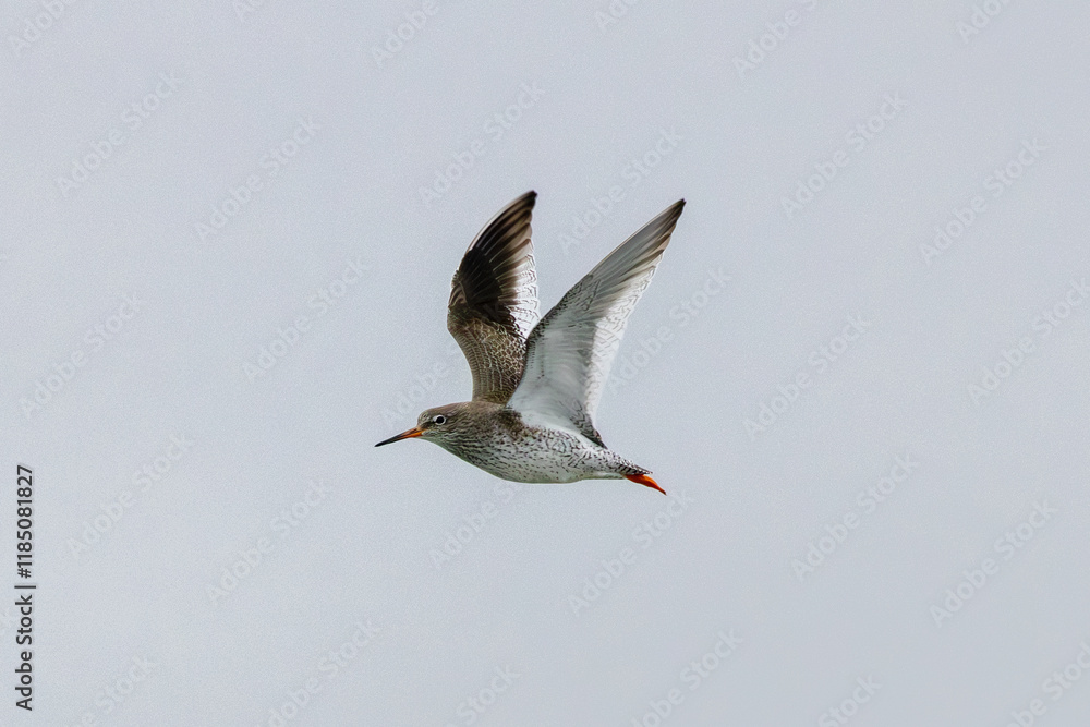 Redshank (Tringa totanus) - Found in tidal flats and saltmarshes, Bull Island, Dublin, Ireland. Redshank (Tringa totanus) - Found in tidal flats and saltmarshes, Bull Island, Dublin, Ireland.