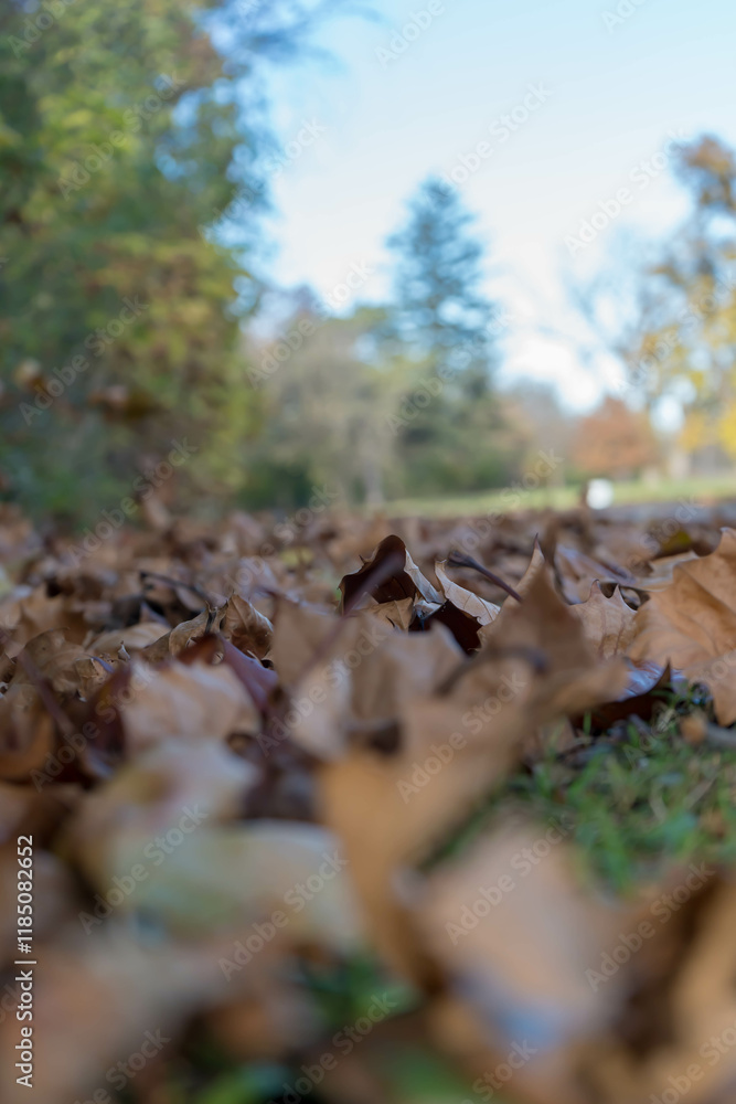 beautiful autumn