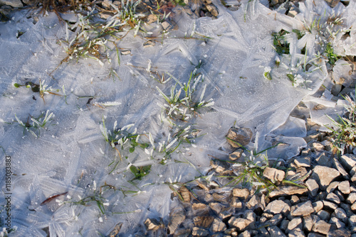 Grass in a frozen puddle photo