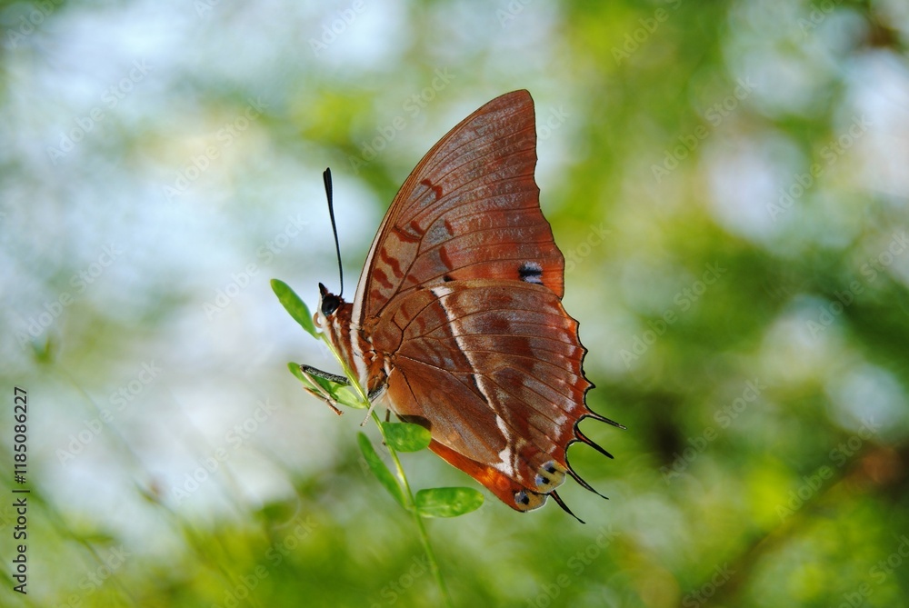 Fototapeta premium brown butterfly sitting on leaf