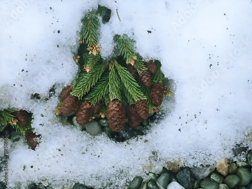 Christmas tree spruce pine branch with cones on wet snow, post-holiday atmosphere of sadness