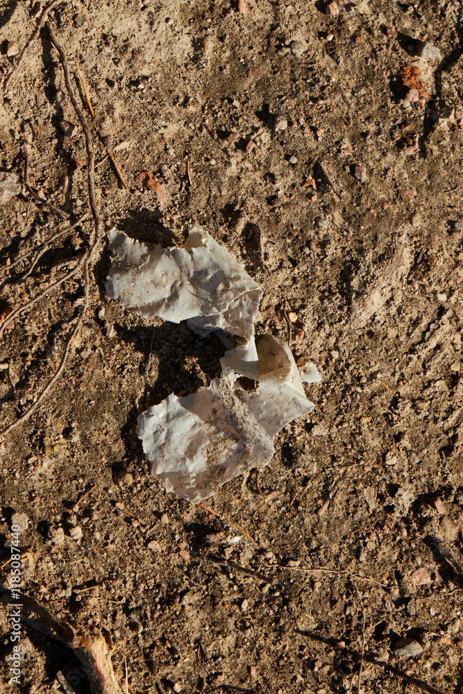Delicate Fragments on Earth Natures Intriguing and Beautiful Patterns Revealed in Detail Delicate Fragments on Earth Natures Intriguing and Beautiful Patterns Revealed in Detail