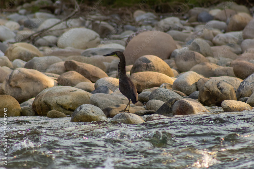 Great Blue Heron, Ardea herodias, single bird in water, Great Blue Heron, Ardea herodias, single bird in water,