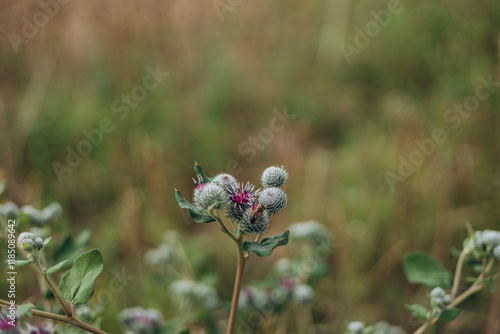 Burdock flowers. Arctium. Raw materials for manufacture of hair care burdock root oil extract photo