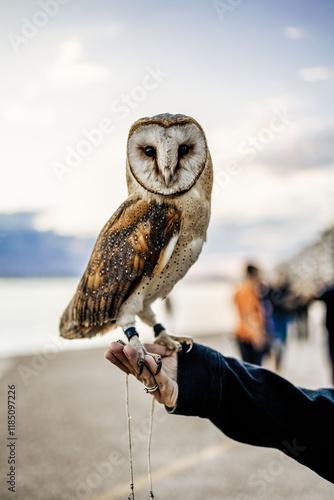 Fotografía Barn Owl on Hand with Blurred Beach Background