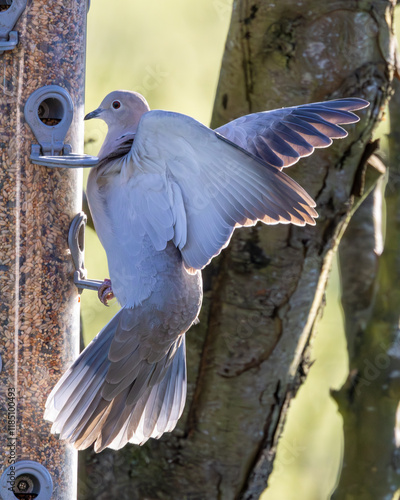 Collared dove, wings outspread at a garden bird feeder. Large image. photo