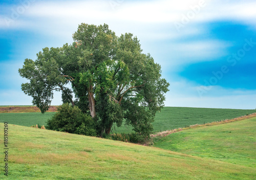 Nature landscape countryside scene of a single tree on rolling green rural hills with blue sky