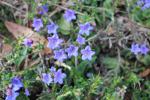 beautiful violet flowers blooming in spring