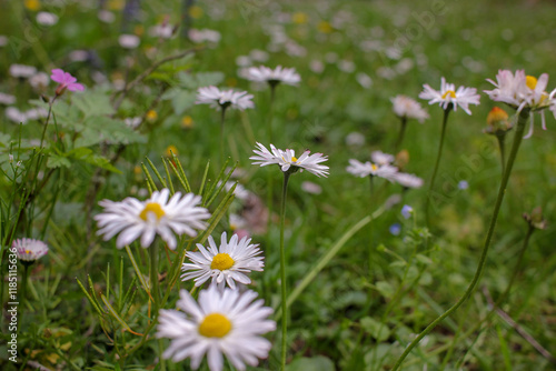 Colorful petals scattered across forest floors