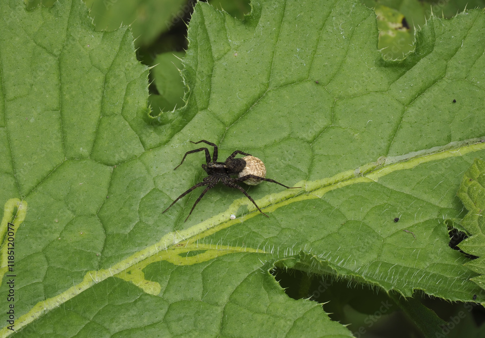 Laufwolf (Pardosa spec.) Laufwolf (Pardosa spec.)