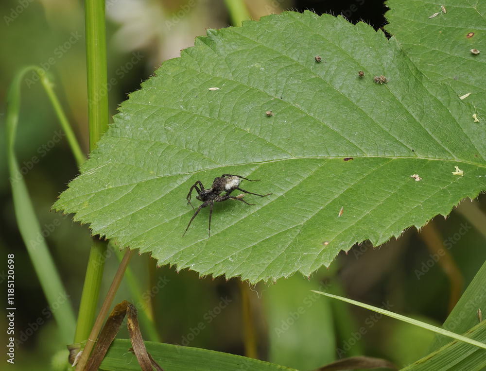 Laufwolf (Pardosa spec.) Laufwolf (Pardosa spec.)