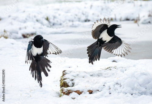 Elster (Pica pica)         ,                         Elster ,Pica pica, ,magpie, pica,rabenvögel,dorf,stadt,feld,nesträuber,verhasst,natur,vögel, schwarz, weiss, stimme,,Eifel, photo