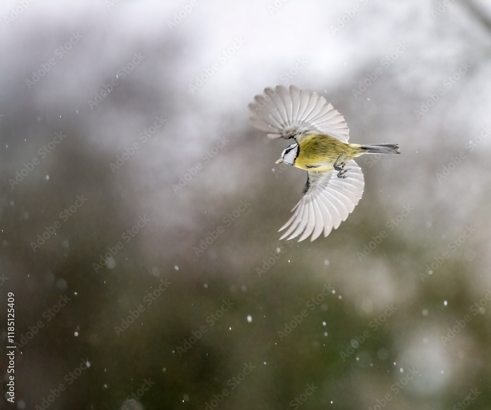 Obraz premium Kohlmeise (Parus major) im Flug. Blaumeise (Cyanistes caeruleu)