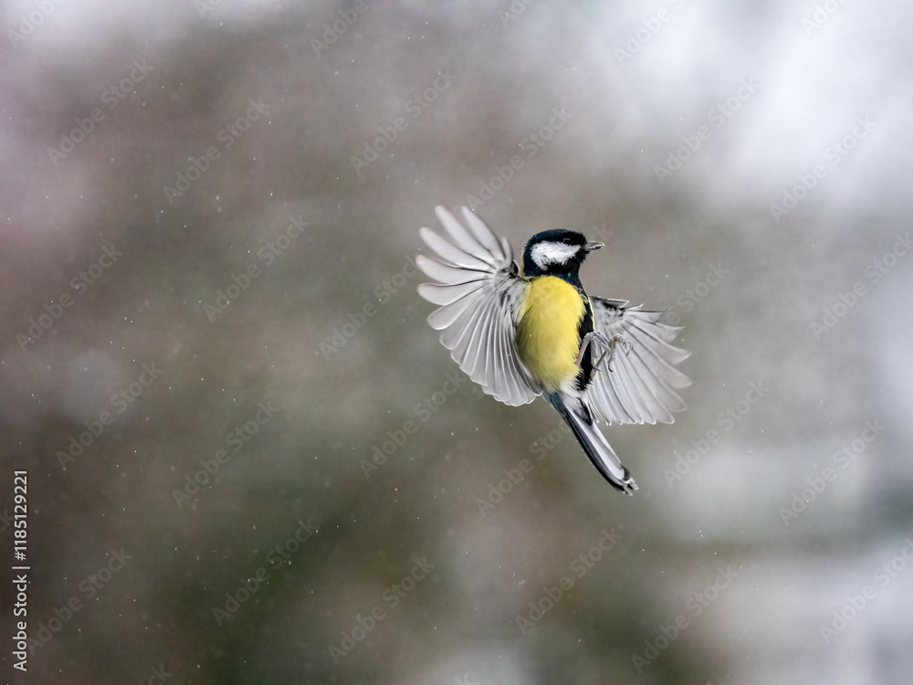 Obraz premium Kohlmeise (Parus major) im Flug