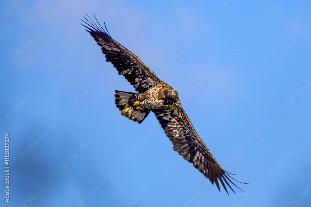 Obraz premium eagle in flight