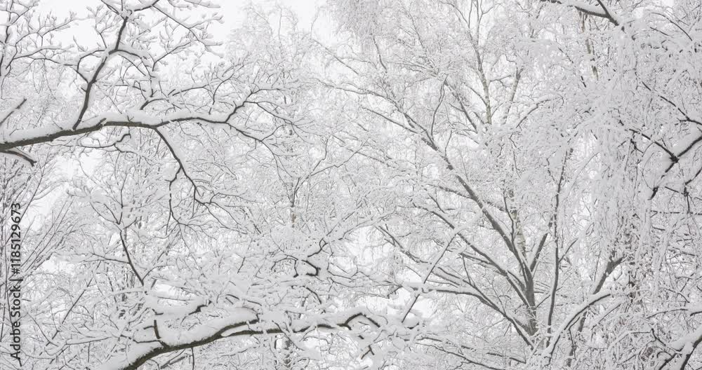 Winter fairy tale in the forest, Upward view of snow-covered tree branches, heavy snowfall in a wild park, large flakes of snow are slowly falling, nobody, snow storm, blizzard Winter fairy tale in the forest, Upward view of snow-covered tree branches, heavy snowfall in a wild park, large flakes of snow are slowly falling, nobody, snow storm, blizzard