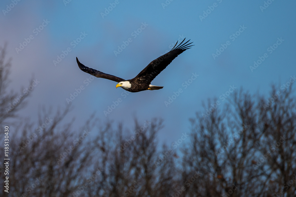 american bald eagle