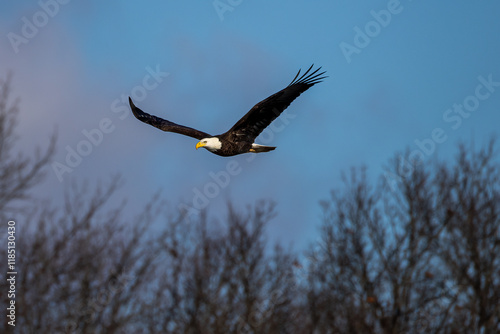 american bald eagle